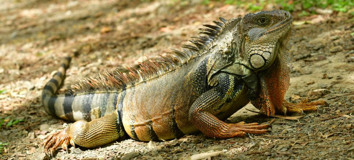 iguana